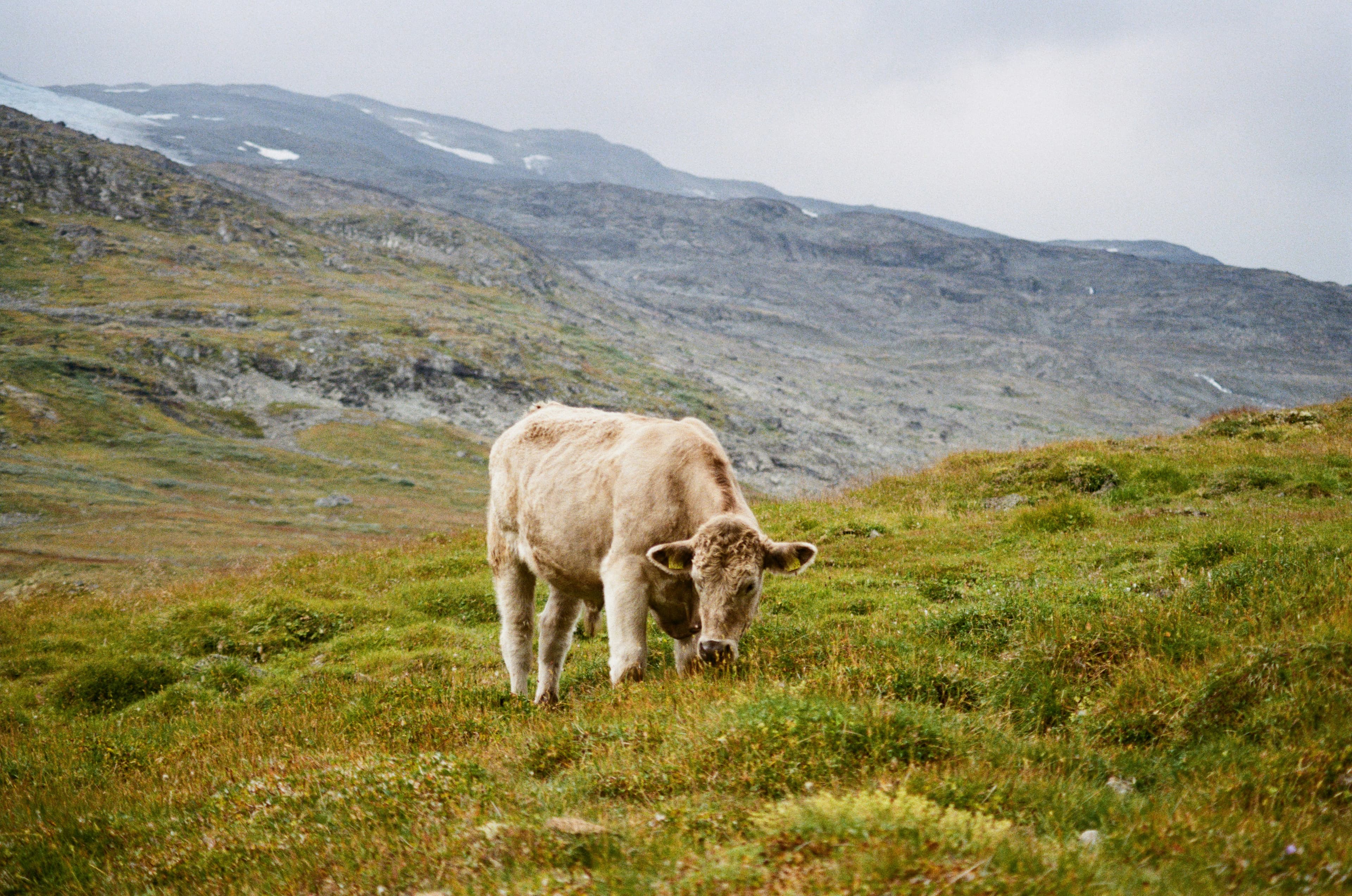 Ku på norsk fjellbeite, Krossbu